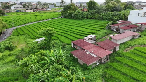 Bali Builders and Rice fields Stock Footage 326015808