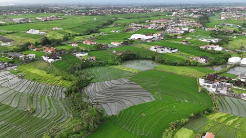 Bali Builders and Rice fields Stock Footage 326016677