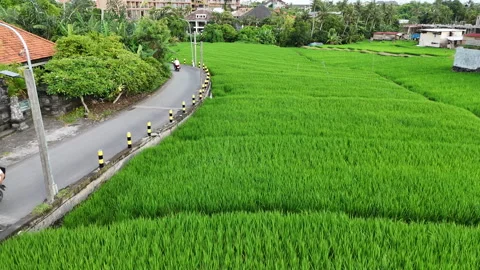 Bali Builders and Rice fields Stock Footage 326017597