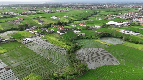 Bali Builders and Rice fields Stock Footage 326017613