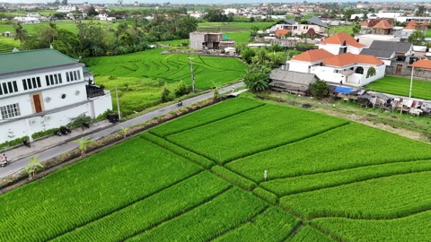 Bali Builders and Rice fields Stock Footage 326018200