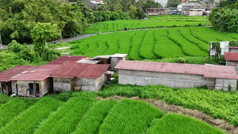 Bali Builders and Rice fields Stock Footage 326018239