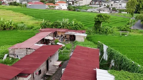 Bali Builders and Rice fields Stock Footage 326024119