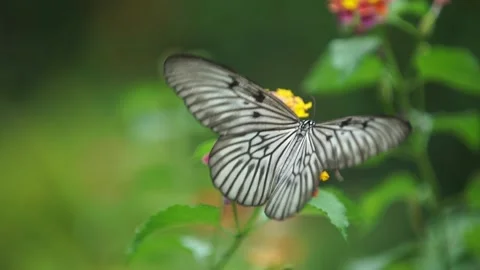 Bali Butterfly Stockbeeldmateriaal 143777120