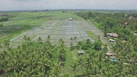 Bali Coast Palms With Rice Fields Aerial 4k Stock Footage 70802749