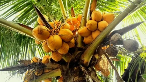 Bali coconut Stock Footage 211558989