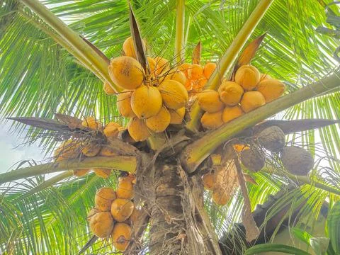 Bali coconut Stock Photos
