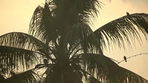 Bali Coconut Tree Stock Footage 12298078