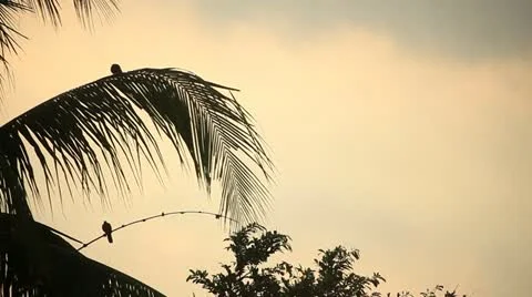 Bali Coconut Tree Stock Footage 12298484