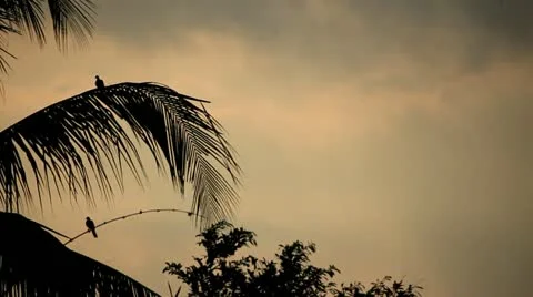 Bali Coconut Tree Stock Footage 12299135