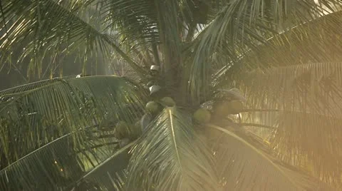 Bali Coconut Tree Stock Footage 12299241
