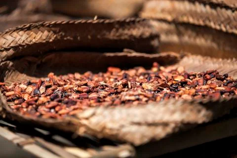Bali Coffe Stock Photos