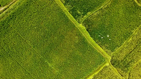 Bali Drone shots Stock Footage 106695452