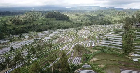 Bali Farm Field Rows Drone Shot Stock Footage 106235325