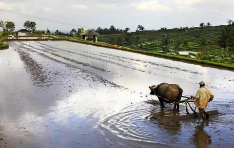 Bali farmer Stock Photos