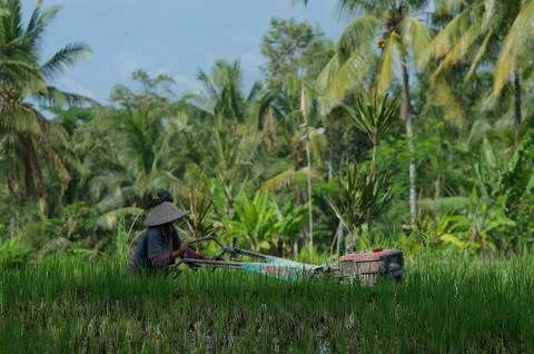 Bali farmer 写真素材
