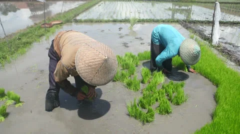 Bali farmers Video stock 22580723