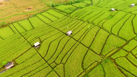Bali - fields and terraces of ripe rice in Canggu Stock Footage 134622366