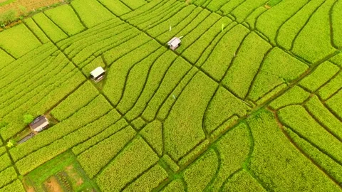 Bali - fields and terraces of ripe rice in Canggu Stock Footage 134622406