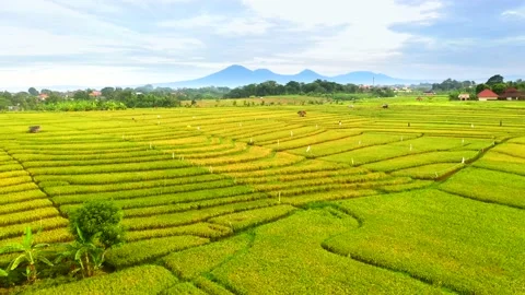 Bali - fields and terraces of ripe rice in Canggu Stock Footage 134622639