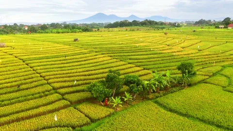 Bali - fields and terraces of ripe rice in Canggu Stock Footage 134622672