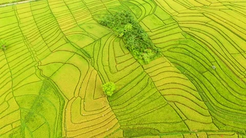 Bali - fields and terraces of ripe rice in Canggu Stock Footage 134622865
