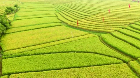 Bali - fields and terraces of ripe rice in Canggu Stock Footage 134622871