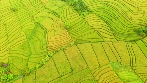 Bali - fields and terraces of ripe rice in Canggu Stock Footage 134622935