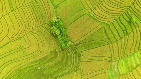 Bali - fields and terraces of ripe rice in Canggu Stock Footage 134622972