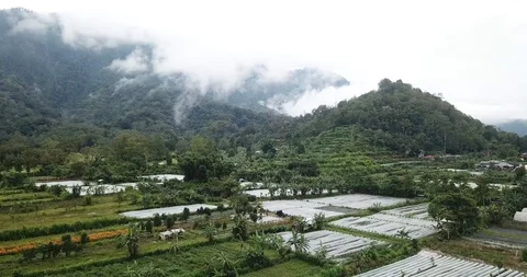 Bali Fields Drone Shot Through Trees Stock Footage 106235453