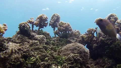 Bali fish life Vídeos de archivo 75270933