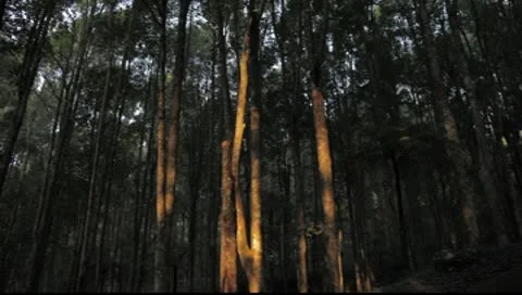 Bali Forest sunlight Video stock 8853968