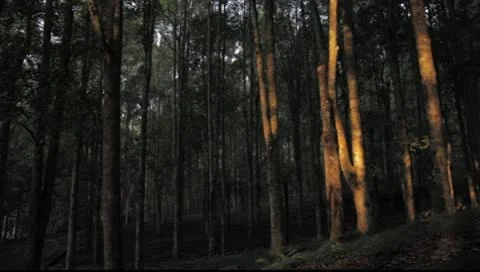 Bali Forest trees Video stock 8853987