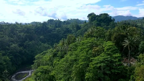 Bali Forest.mp4 Stock Footage 116773356