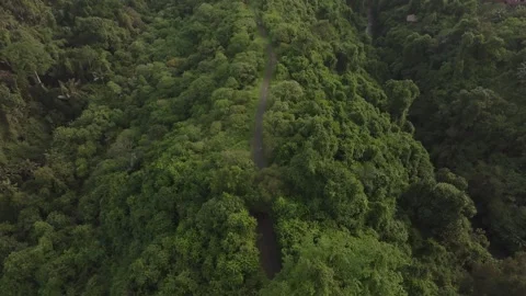 Bali forrest trail Stock Footage 330918417