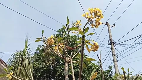 Bali frangipani tree Stock Footage 242748286