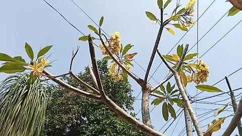 Bali frangipani tree Stock Footage 242748308