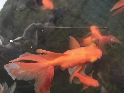 Bali Goldfish Stock Photos