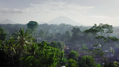 Bali green forest drone 動画素材 137821114