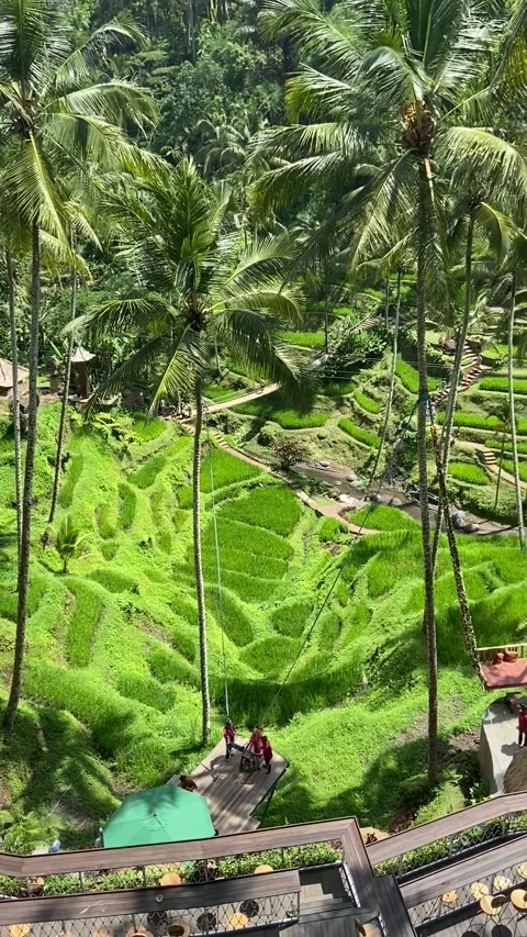 Bali, Indonesia - 2020/02/05 : Rice fields 動画素材 342998053