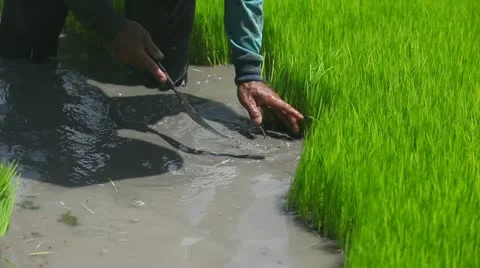 Bali Indonesia Stock Footage 22243244