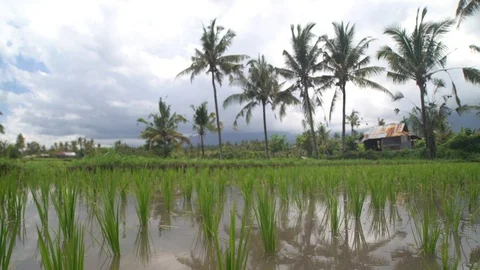 Bali Indonesia. Grass move in the wind. Drone filming straight down and rising. Stock Footage 129557679