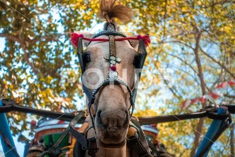 Bali Indonesia - traditional draft horse on gili air Stock Photos