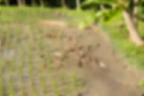 Bali Indonesia Travel theme blur background 스톡 사진