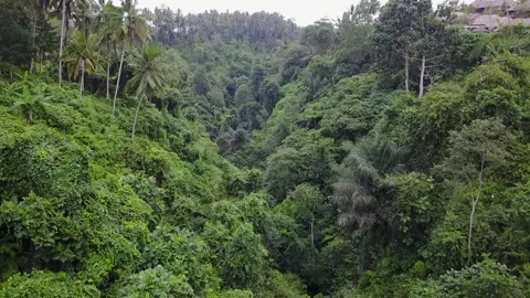 Bali Jungle, Indonesia 2 Stock Footage 148125374