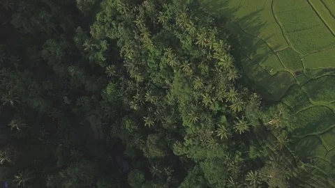 Bali Jungle Ubud Rice Fields Aerial 4k Stock Footage 70803056