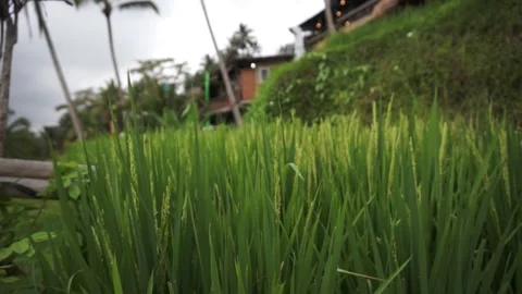 Bali Long Grass Stock Footage 200863364