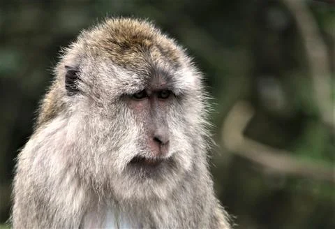 Bali Macaque Stock Photos