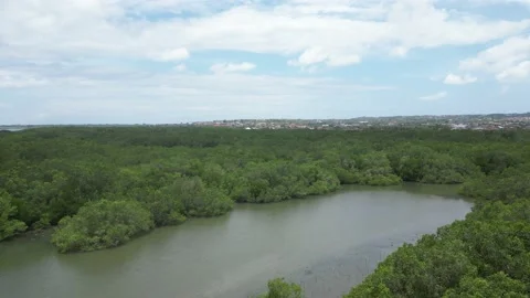 Bali Mangrove Forest Stock Footage 238000683
