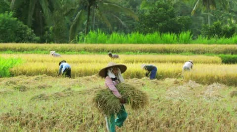 BALI - MAY 2012: workers on rice field Stock Footage 12175394